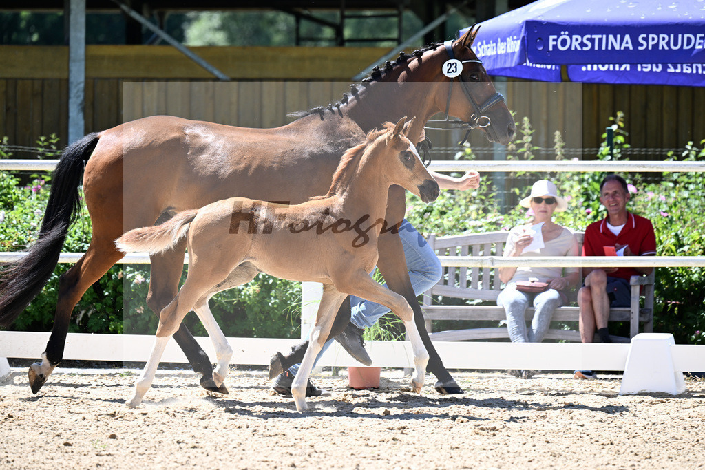 Kat-Nr. 23 Va Bene x Grey Flanell_HF_Freytag_20250912 | hf-fotografie - Realisiert mit Pictrs.com