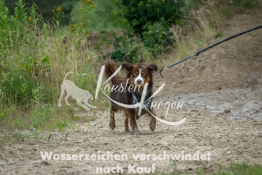 1655_ZZ91428-Bearbeitet | kk-dogfotos