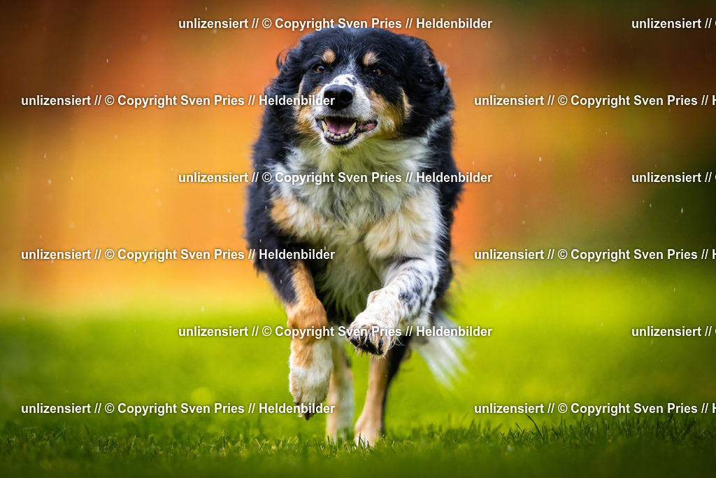 Sven Pries | 2025-09-21 - Hunderennen Baden-Oos - Realisiert mit Pictrs.com