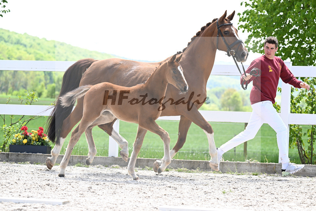 Sane x Diamond Hit_SF_Pecha-Gomolka_8250937 | hf-fotografie - Realisiert mit Pictrs.com