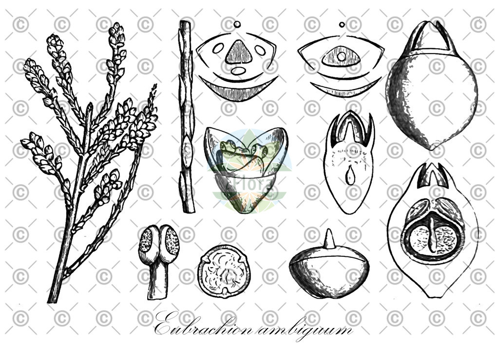 Histabb_EMP_78365_SRC_Koehler_1887_SIMPLE | Historische Abbildung von Eubrachion ambiguum - Santalaceae | Historical Illustration of Eubrachion ambiguum - Santalaceae