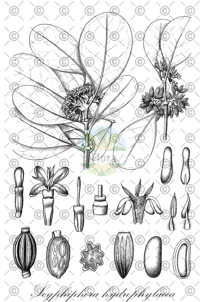 HistAbb_wfo-0001337512_1_ENZY_Simple | Historische Abbildung von Scyphiphora hydrophylacea - Rubiaceae | Historical Illustration of Scyphiphora hydrophylacea - Rubiaceae