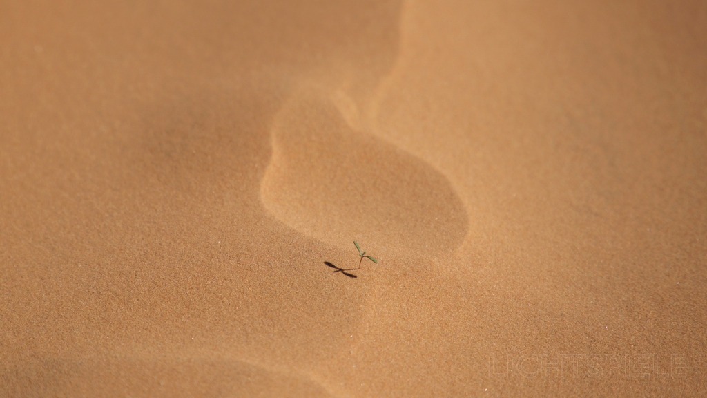 Leben 01 | Pflänzlein in der Wüste - Realisiert mit Pictrs.com