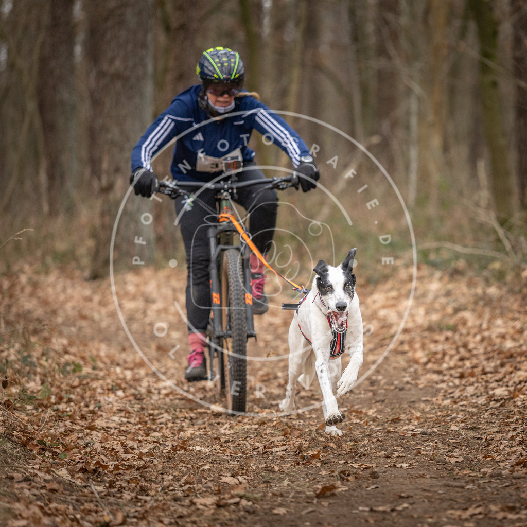 Pfotenfotografie_DV3A0142 | Hundefotografie, Tierfotograf, Pfotenfotografie, Fotoshooting Hund, Hunde Portrait, Hundesport, Hundeportraits, Heideshooting, Hunde, Sportfotograf, Hundefotograf, Turnierhundsport, THS,  - Realisiert mit Pictrs.com