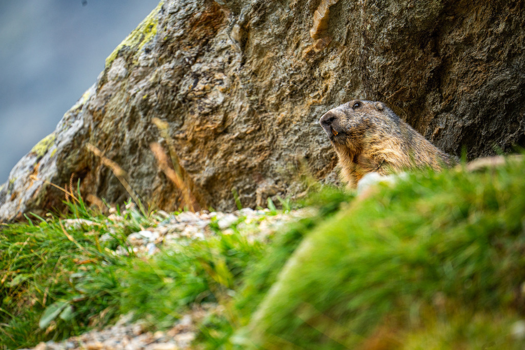 DSC09824 | <meta name="keywords" content="Bergbilder, Hochzeitsfotografie, Actionshootings, Fotografiearbeiten, Berglandschaften, Naturfotografie">

 - Realisiert mit Pictrs.com