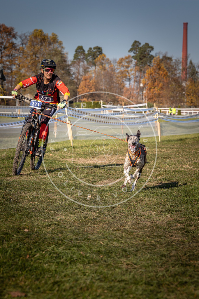 CaniXpix_0L8A6441 | Hundefotografie, Tierfotograf, Pfotenfotografie, Fotoshooting Hund, Hunde Portrait, Hundesport, Hundeportraits, Heideshooting, Hunde, Sportfotograf, Hundefotograf, Turnierhundsport, THS,  - Realisiert mit Pictrs.com
