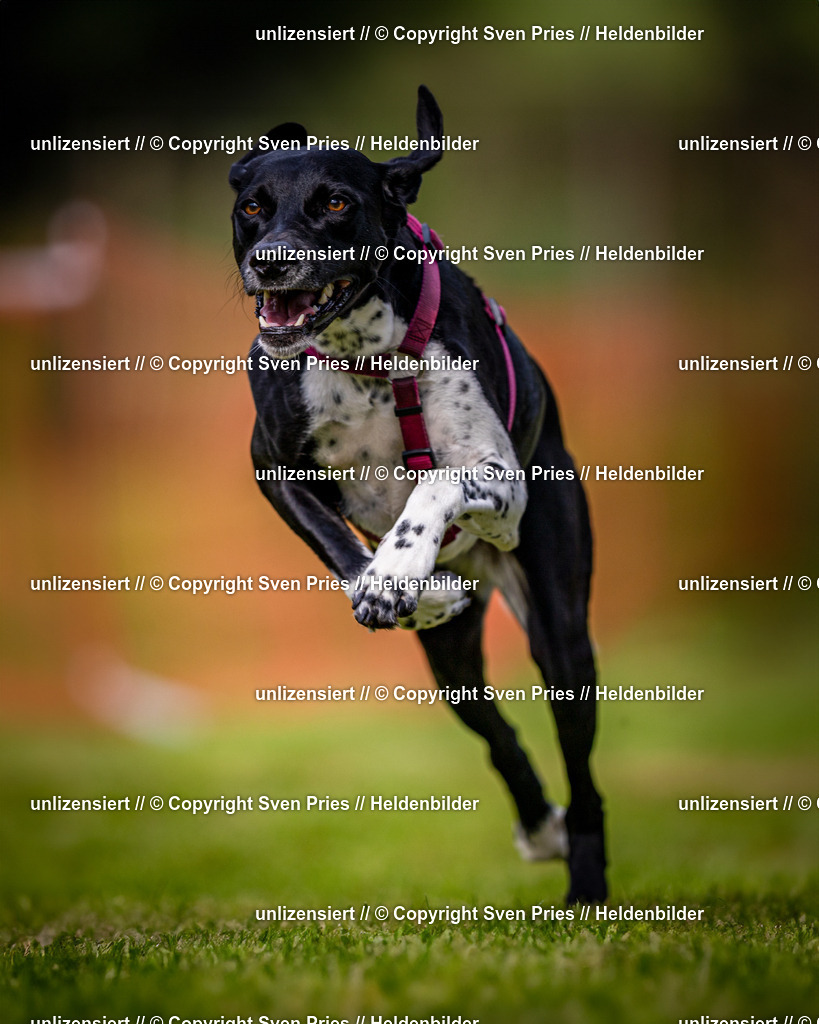 Sven Pries | 2024-09-22 - Hunderennen Baden-BadenPudelverein - Realisiert mit Pictrs.com