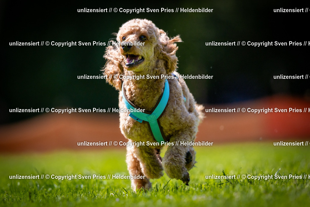 Sven Pries | 2025-08-10 - Hunderennen Durlach - Realisiert mit Pictrs.com