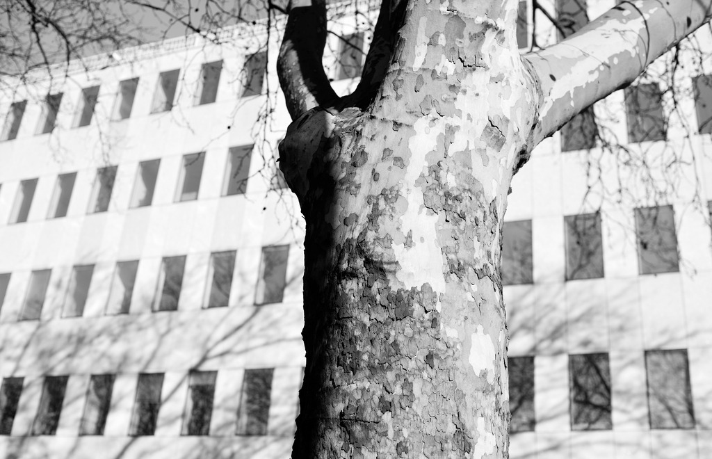 Platane vor einem Wohnhaus | Wien, Austria - March 04, 2013: Platane vor einem Wohnhaus. - Realisiert mit Pictrs.com