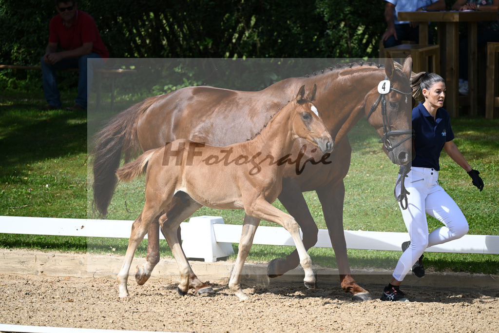 Kat-Nr. 4 HF Sezuans Donnerhall x Brentano II_Reuschlein_27230105 | hf-fotografie - Realisiert mit Pictrs.com