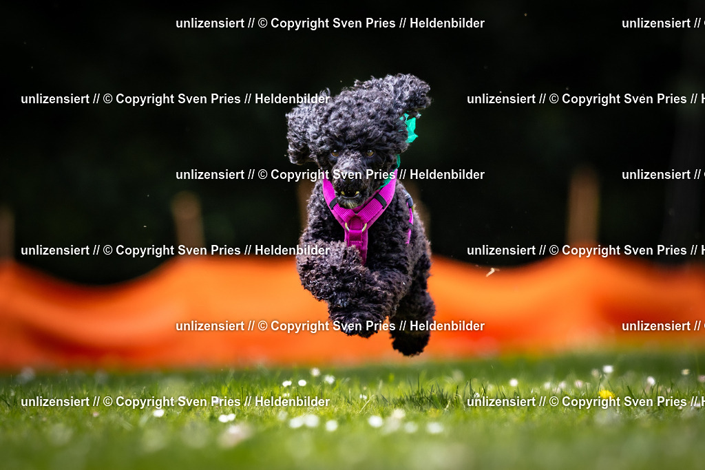 Sven Pries | 2026-05-14 - Hunderennen KA Durlach Vatertag 2026 - Realisiert mit Pictrs.com