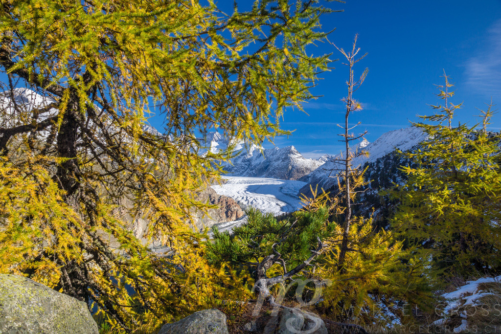 Aletsch Glacier in Autumn | the biggest glacier of the Alps on a beautiful autumn day - Realisiert mit Pictrs.com
