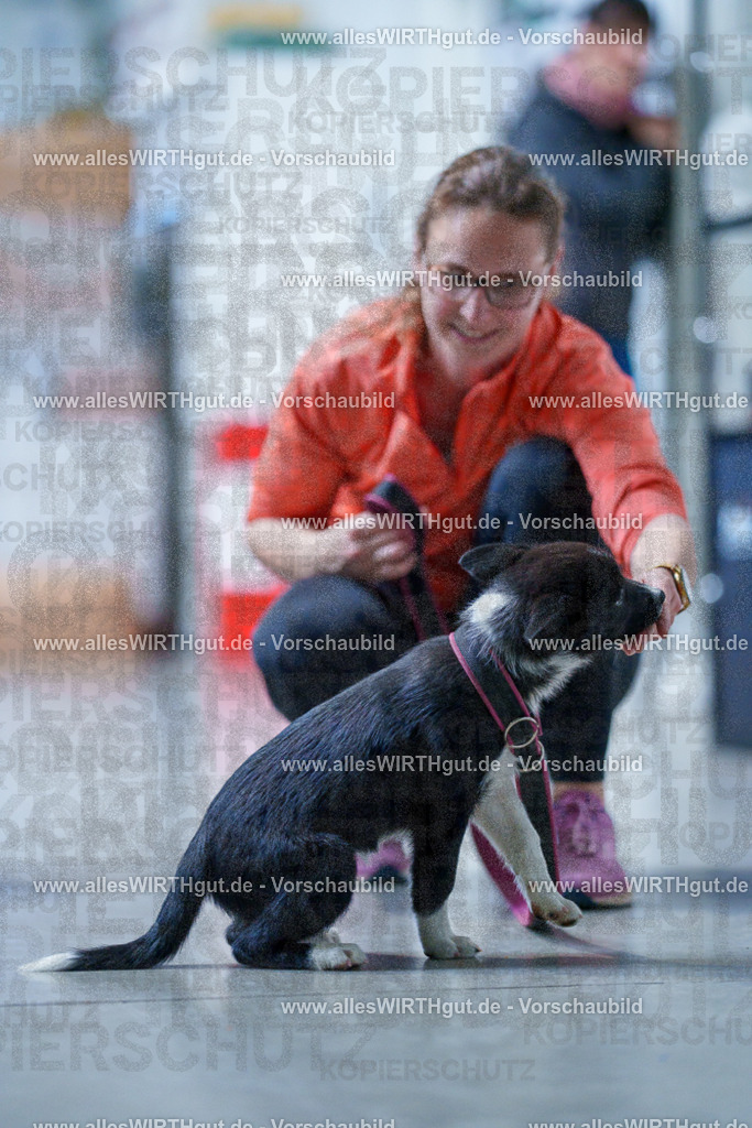 @allesWIRTHgut_Tierfotografie - www.allesWIRTHgut.de - 2604251308-7R503607 | Professionelle Tierfotografie in Mönchengladbach von Daniel Wirth (allesWIRTHgut). Liebevolle & natürliche Bilder von Hunden & Katzen für unvergessliche Erinnerungen.