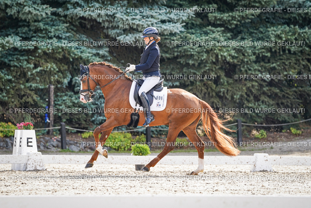 DSC06552 | Pferdegrafie