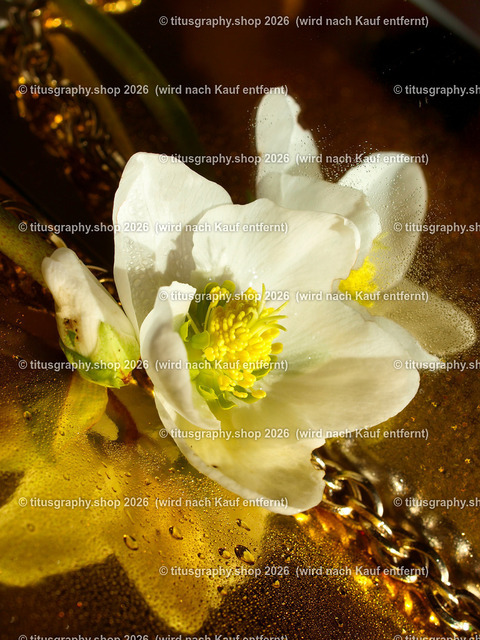 titusgraphy_P2244332-vz-ln | titusgraphy-shop: Geschenkideen mit Qualitätsfotos. titusgraphy-shop: gift ideas with quality photos. titusgraphy-shop: idées cadeaux avec photos de qualité.  - Realisiert mit Pictrs.com