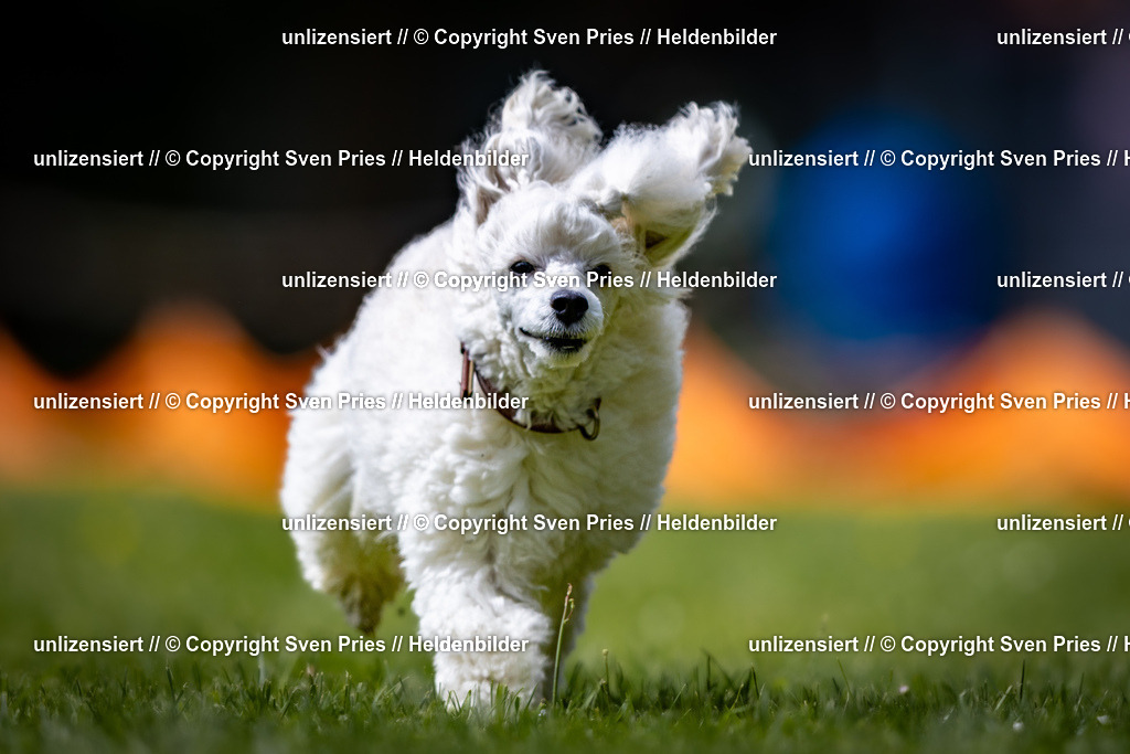 Sven Pries | 2026-05-14 - Hunderennen KA Durlach Vatertag 2026 - Realisiert mit Pictrs.com