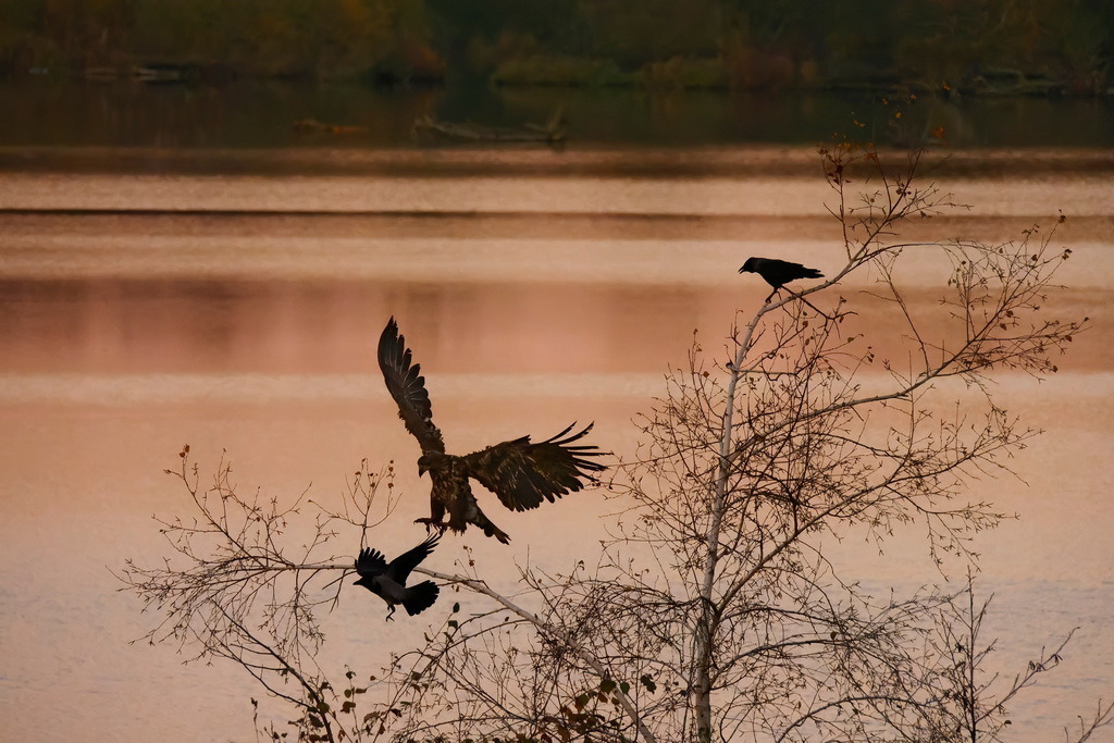 Junger Seeadler verscheucht Nebelkrähe | Bei Sonnenaufgang landet ein junger Seeadler auf einer Birke und verscheucht dabei eine Nebelkrähe - Realisiert mit Pictrs.com