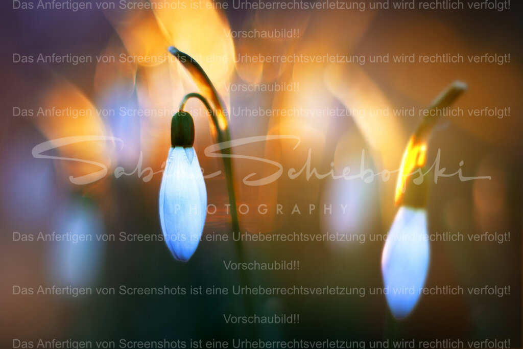 Verrücktes Abendlicht | Schneeglöckchen vor einem wunderschönen, magisch leuchtenden Hintergrund - Realisiert mit Pictrs.com