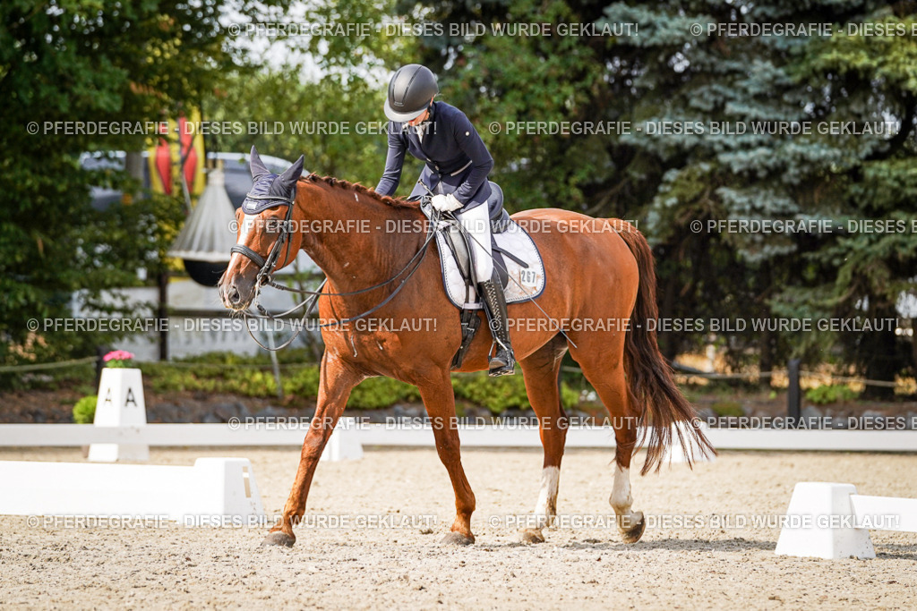 DSC07463 | Pferdegrafie