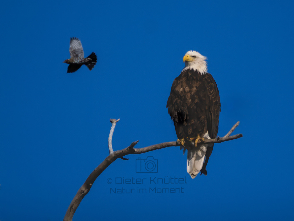 P1637269-Bearbeitet-2023-LR | Natur im Moment - Realisiert mit Pictrs.com