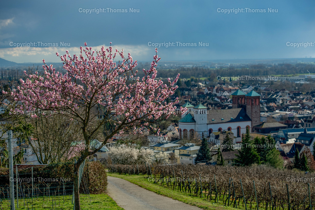 mandelbluete-kirchberg-bensheim-Bensheim-Fruehling-bergstrasse-kirche-sankt-georgFotografie-thomas-neu.jpg-13 | Der Kirchberg in Bensheim zeigt sich im Frühling von seiner schönsten Seite. Zarte rosa Blüten der Mandelbäume setzen farbliche Akzente in den sanft geschwungenen Weinbergen der Hessischen Bergstraße. Im Hintergrund thront das charakteristische Kirchberghäuschen, ein beliebtes Ziel für Spaziergänger und ein markantes Wahrzeichen oberhalb der Stadt.
Die Kombination aus aufblühender Natur, strukturierten Rebreihen und dem weiten Blick über die Landschaft macht diesen Ort zu einem der bekanntesten Fotomotive der Region. Besonders zur Mandelblüte entsteht hier eine mediterran anmutende Szenerie, die jedes Jahr zahlreiche Besucher und Fotografen anzieht.
Dieses Motiv steht für den Frühling an der Bergstraße – für Aufbruch, Licht und die besondere Verbindung von Weinbau, Landschaft und Kultur.