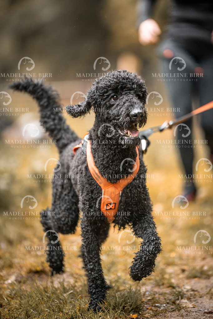 madeleinebirr-fotografie2025.campcanis.sa.8-9Uhr-24 | hundefotografie-birr