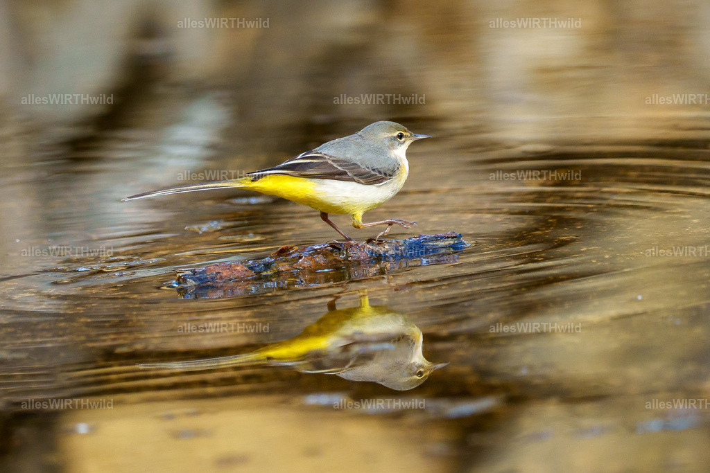allesWIRTHgut Tierfotografie - allesWIRTHgut.de - 7IV07299 | Entdecke die faszinierende Welt der Natur- und Wildlife-Fotografie von Daniel und Bärbel. Inspirierende Bilder von wilden Tieren und kleinen Naturwundern.