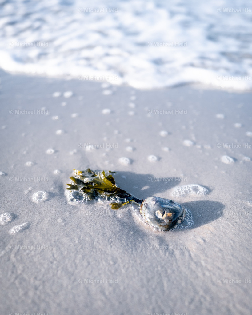 Ostseestrand bei Kiel | Profi-Fotos über Schleswig-Holstein und dem ganzen Norden für Büro, Hotel, Ferienhaus, Ferienwohnung, Wohnzimmer, Arztpraxis uvm. jetzt bestellen. - Realisiert mit Pictrs.com