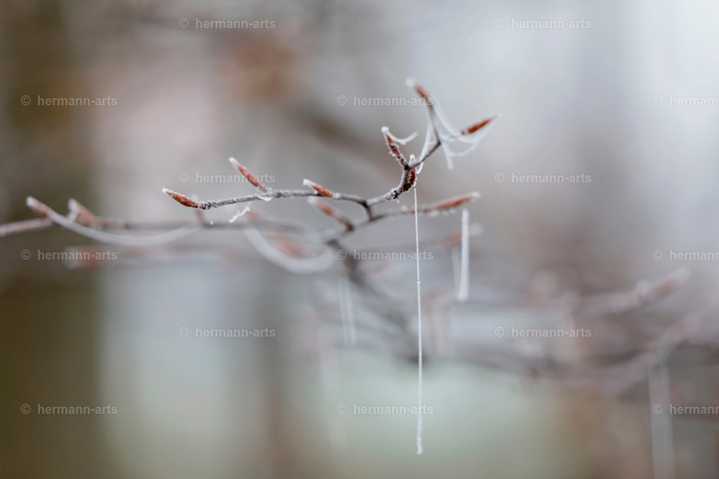 Nature-Arts-012 | Photo Foto Kunst Art schwarzweiss Bilder Rheine Münster Berlin Blumen 