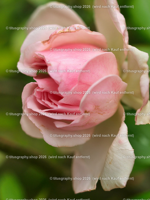 titusgraphy_P6080366-vz-ln | OLYMPUS DIGITAL CAMERA - Realisiert mit Pictrs.com