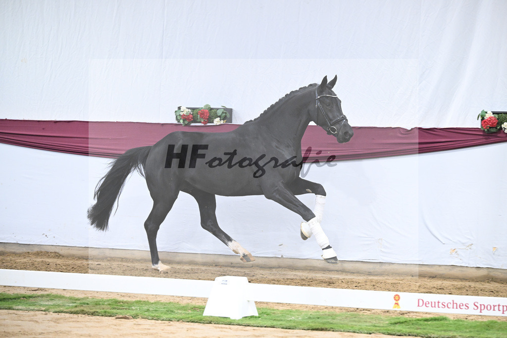 Kat-Nr. 55 Dream Royal x Fleury_Martina Breitner-Roetzer_47252069 | hf-fotografie - Realisiert mit Pictrs.com