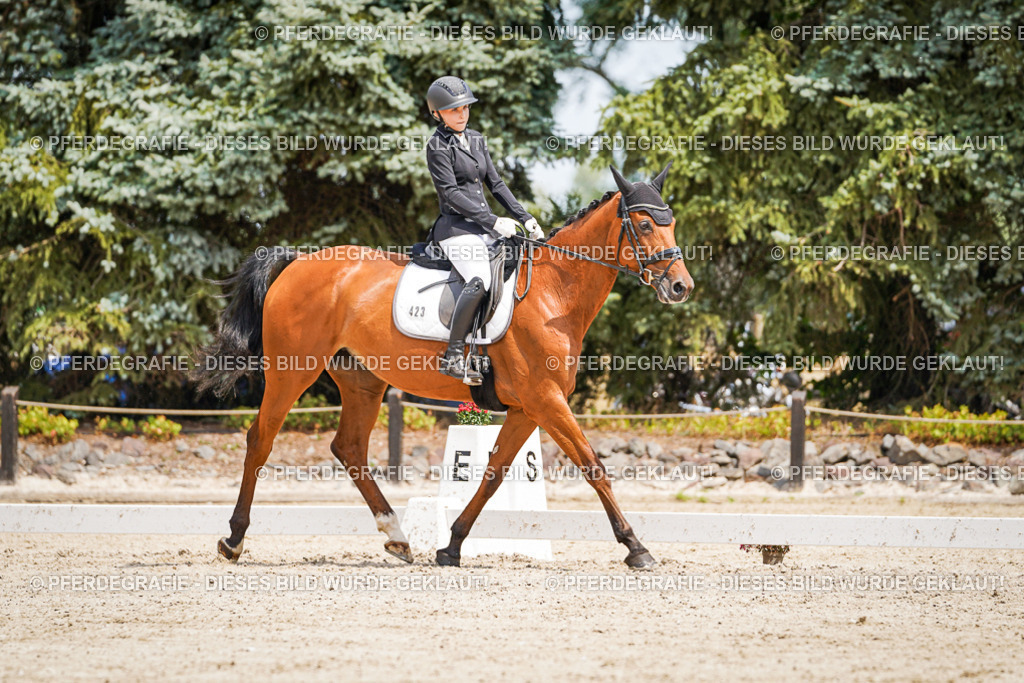 DSC03358 | Pferdegrafie