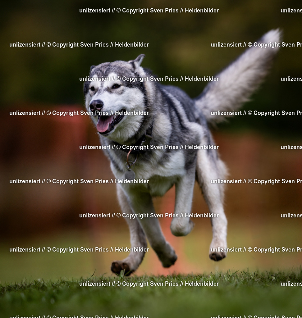 Sven Pries | 2024-04-21 - Hunderennen Baden-Oos
Foto: Sven Pries - Realisiert mit Pictrs.com