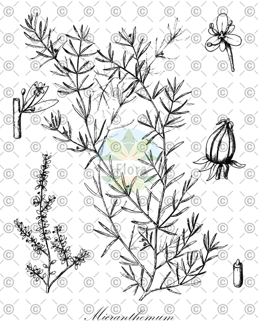 HistAbb_wfo-0001299825_1_ENZY_Simple | Historische Abbildung von Micranthemum - Linderniaceae | Historical Illustration of Micranthemum - Linderniaceae