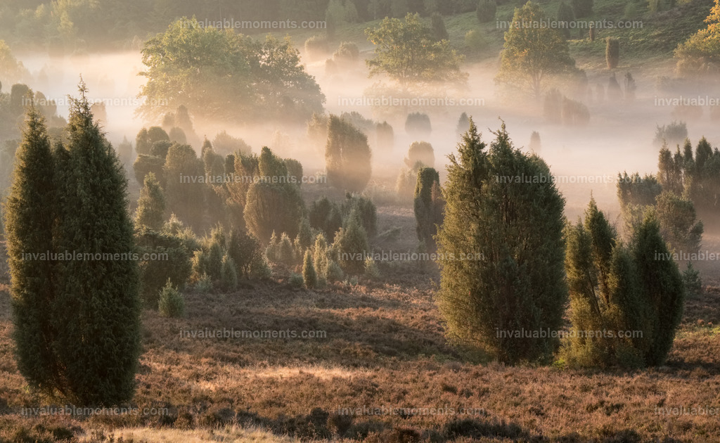 DSCF1494iridient | invaluablemoments.com - Realisiert mit Pictrs.com