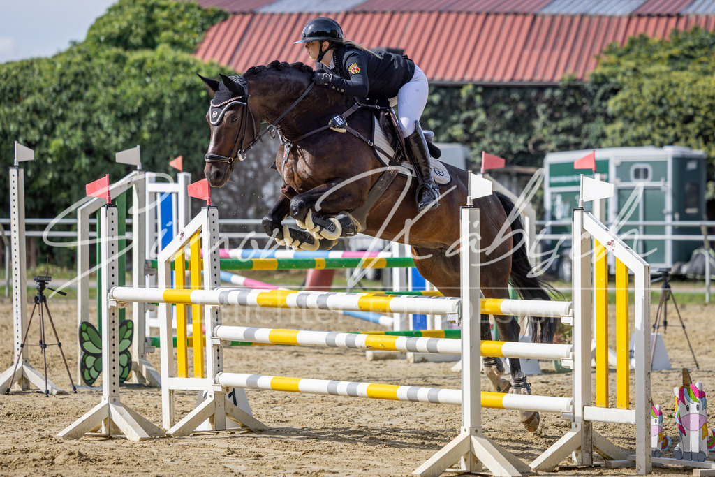 20260905-_3LI7453 | Tierfotografie Pferde, Hunde, Katzen, Haustiere.
Turnierfotografie Reitturniere, Reiten, Springreiten, Dressur in Hanau, dem Main-Kinzig-Kreis und dem Rhein-Main- Gebiet um Frankfurt
