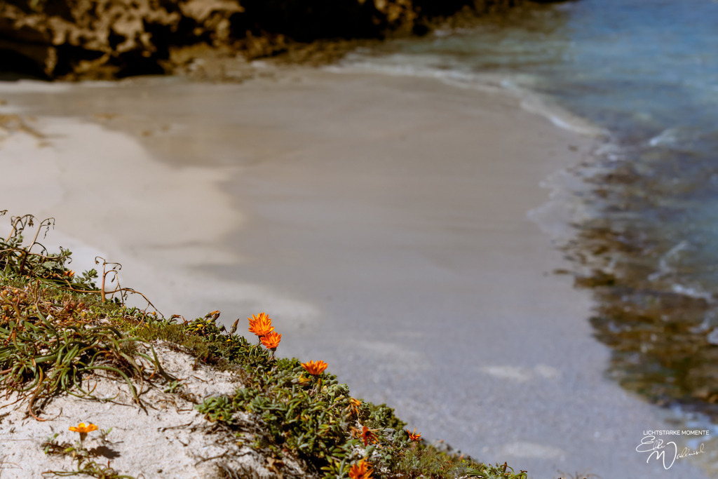 20231001-132545 SOUTHAFRIKA_-1 | Herzlich willkommen auf meiner Seite! Ich bin Elke Wallnisch, Deine Fotografin für lichtstarke Momente. Der Name steht für alles, was mich mit der Fotografie verbindet: Das Licht und seine machtvolle Wirkung auf eine Situation oder unsere Stimmung - Realisiert mit Pictrs.com