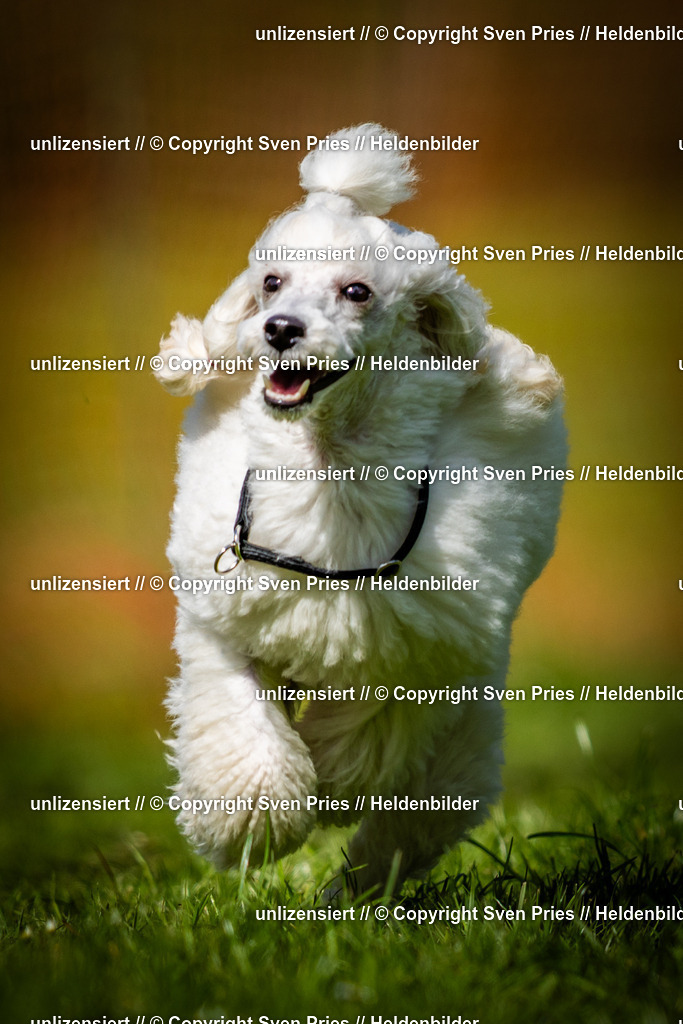 Sven Pries | 2025-04-13 - Hunderennen Baden-Baden - Realisiert mit Pictrs.com