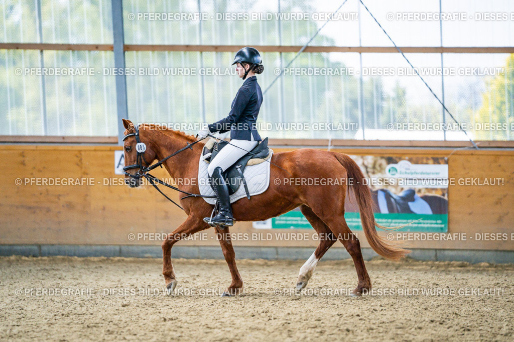 DSC03950 | Pferdegrafie