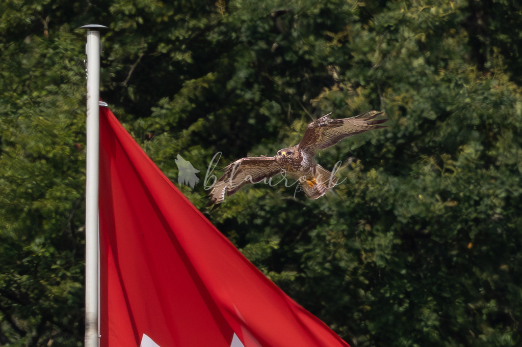 Mäusi-4 | Sportbilder, Sportfotograf, Hochzeits- und Eventfotografin, Flugshows, Portraits und Tiershooting, Aviation, Downhill, Nationalleague, Swissleague, International