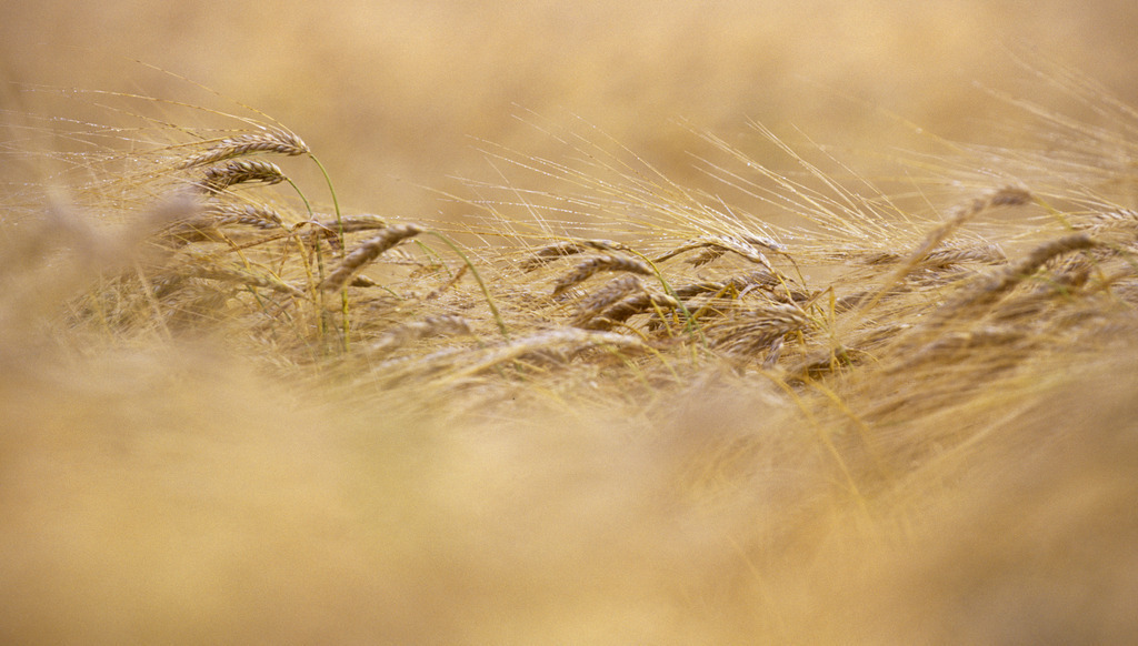 Roggenfeld | Rohrbrunn, Austria - February 05, 2011: Roggenfeld im Wind. - Realisiert mit Pictrs.com