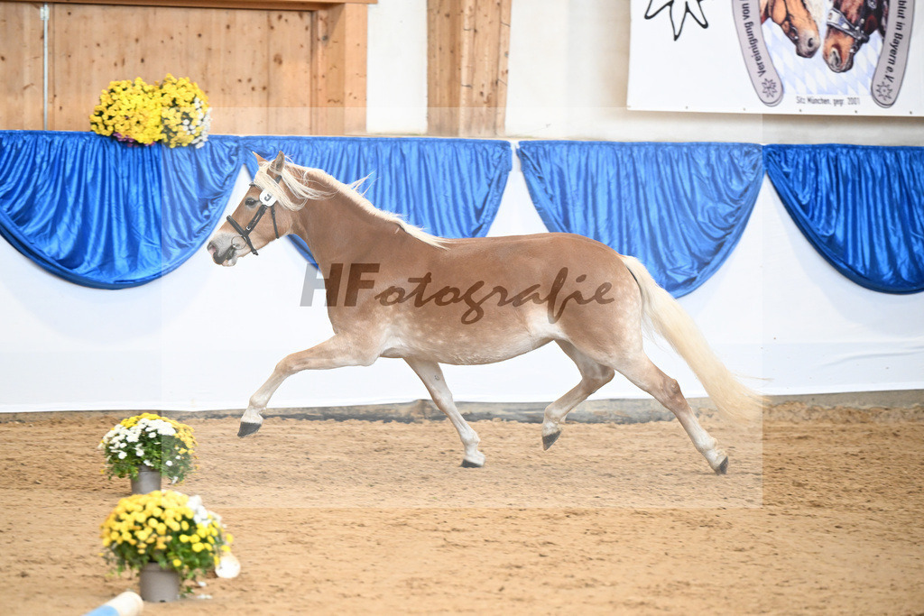 Bl. Band Kat-Nr. 9 Nina v. Sonnenkoenig Gold_Haenle_48251429 | hf-fotografie - Realisiert mit Pictrs.com