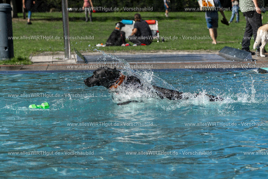 Hundeschwimmen_Volksbad_2026-allesWIRTHgut_Tierfotografie-2609061326-FAY06746 | Professionelle Tierfotografie in Mönchengladbach von Daniel Wirth (allesWIRTHgut). Liebevolle & natürliche Bilder von Hunden & Katzen für unvergessliche Erinnerungen.