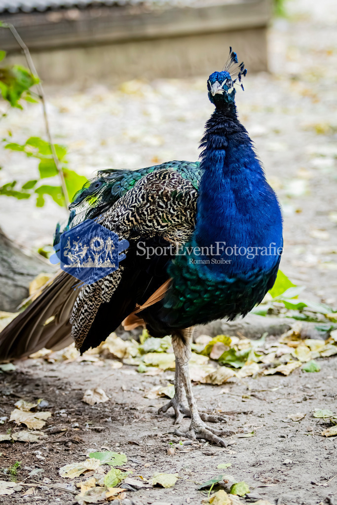 IMG_2806 | SportEventFotografie - Roman Stoiber