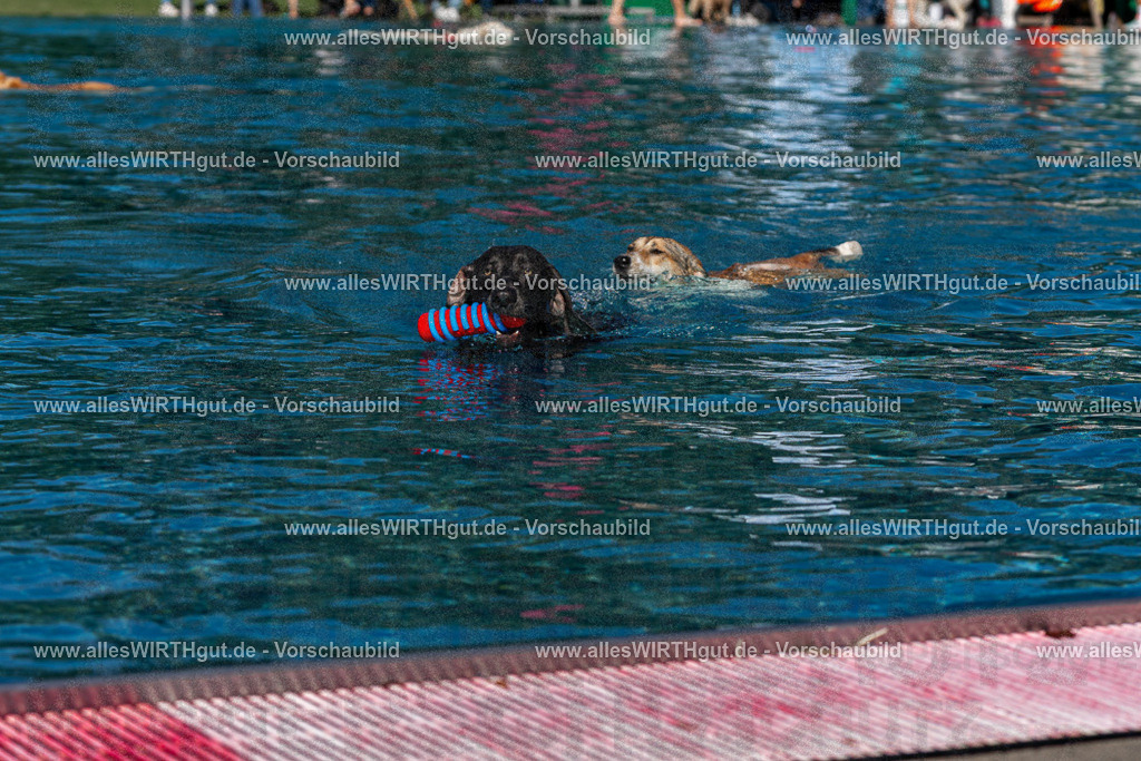 Hundeschwimmen_Volksbad_2026-allesWIRTHgut_Tierfotografie-2609061137-FAY06263 | Professionelle Tierfotografie in Mönchengladbach von Daniel Wirth (allesWIRTHgut). Liebevolle & natürliche Bilder von Hunden & Katzen für unvergessliche Erinnerungen.