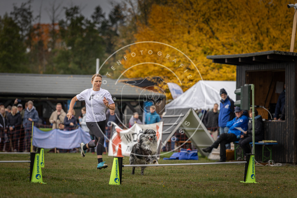 Pfotenfotografie_DV3A5627 | Hundefotografie, Tierfotograf, Pfotenfotografie, Fotoshooting Hund, Hunde Portrait, Hundesport, Hundeportraits, Heideshooting, Hunde, Sportfotograf, Hundefotograf, Turnierhundsport, THS,  - Realisiert mit Pictrs.com