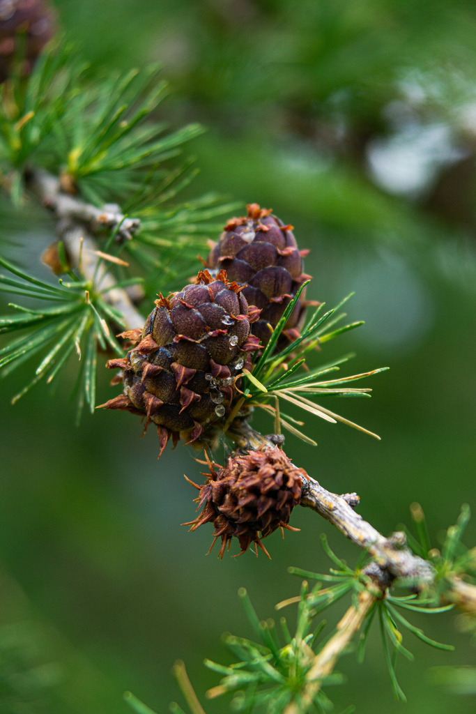 Zirben | Fotografie, Kärnten, Kunst, Wolfsberg, Lavanttal, mawe_gallery, Lodiaut_Photography, Wandbild, Poster, Posterdruck, Leinwand, Leinwanddruck - Realisiert mit Pictrs.com