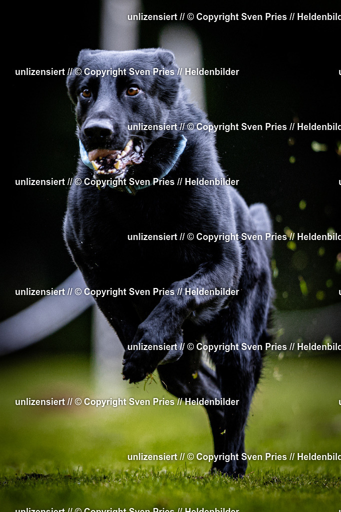 Sven Pries | 2025-10-03 - Hunderennen Obergrombach - Realisiert mit Pictrs.com