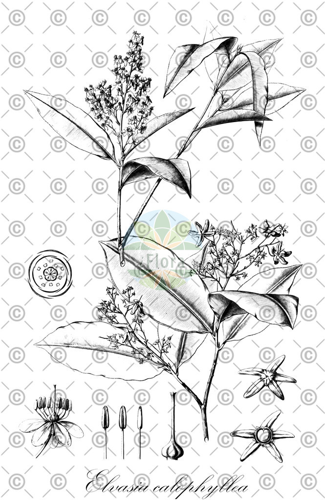 HistAbb_27778_6_SIMPLE | Historische Abbildung von Elvasia calophyllea - Ochnaceae | Historical Illustration of Elvasia calophyllea - Ochnaceae