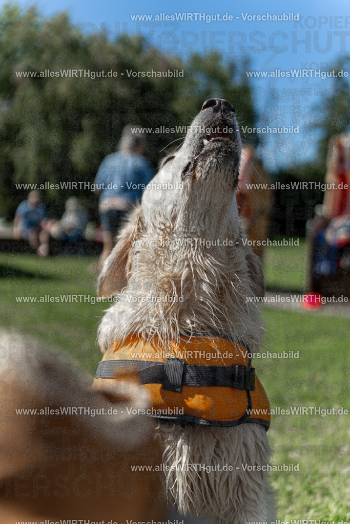 Hundeschwimmen_Volksbad_2026-allesWIRTHgut_Tierfotografie-2609061341-7R500892 | Professionelle Tierfotografie in Mönchengladbach von Daniel Wirth (allesWIRTHgut). Liebevolle & natürliche Bilder von Hunden & Katzen für unvergessliche Erinnerungen.
